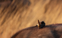 Yellow-billed oxpecker - Machaba