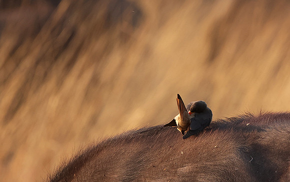 Yellow-billed oxpecker - Machaba
