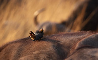 Yellow-billed oxpecker - Machaba