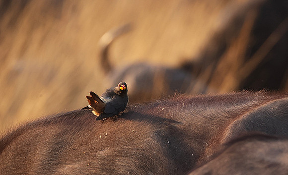 Yellow-billed oxpecker - Machaba