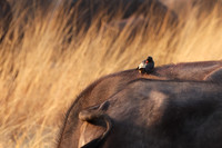 Yellow-billed oxpecker - Machaba