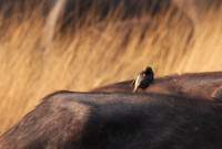Yellow-billed oxpecker - Machaba