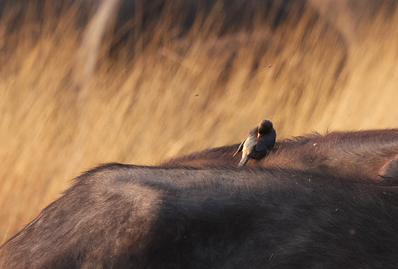 Yellow-billed oxpecker - Machaba