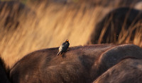 Yellow-billed oxpecker - Machaba