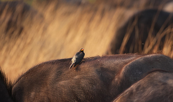 Yellow-billed oxpecker - Machaba