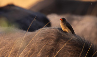 Yellow-billed oxpecker - Machaba