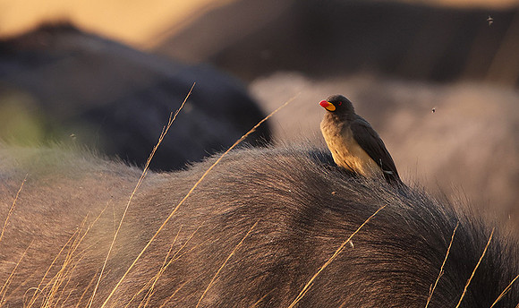 Yellow-billed oxpecker - Machaba