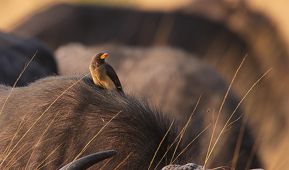 Yellow-billed oxpecker - Machaba