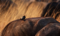 Yellow-billed oxpecker - Machaba