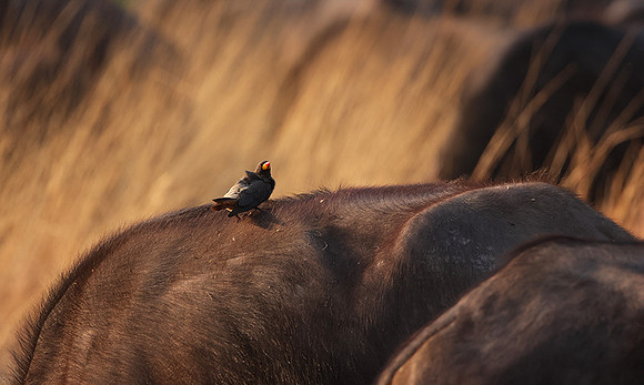 Yellow-billed oxpecker - Machaba
