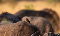 Yellow-billed oxpecker - Machaba