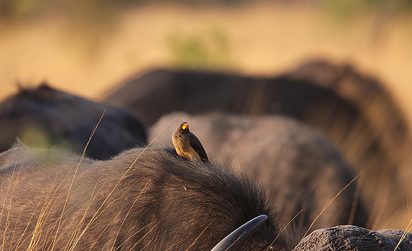 Yellow-billed oxpecker - Machaba