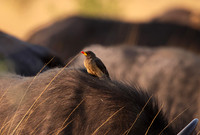 Yellow-billed oxpecker - Machaba