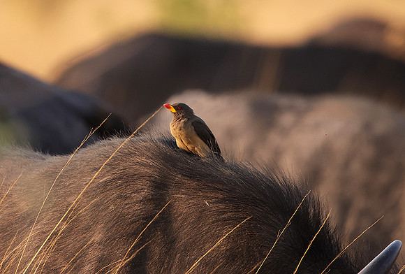 Yellow-billed oxpecker - Machaba