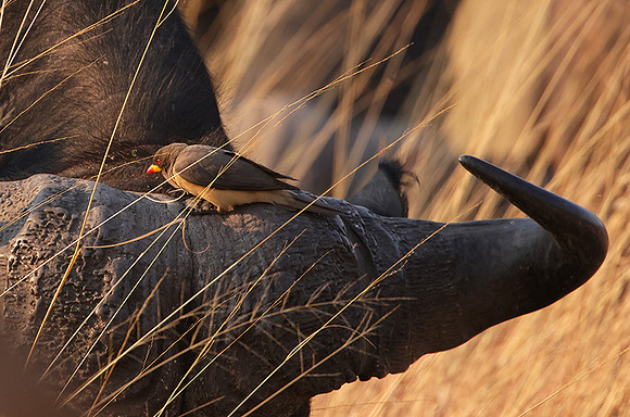 Yellow-billed oxpecker - Machaba