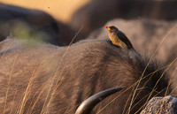 Yellow-billed oxpecker - Machaba