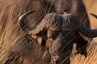 Yellow-billed oxpecker - Machaba