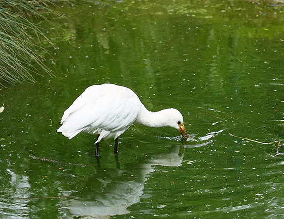 White spoonbill