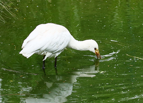 White spoonbill