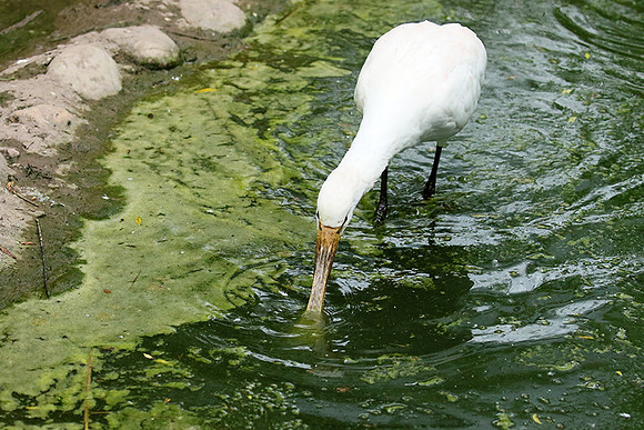 White spoonbill