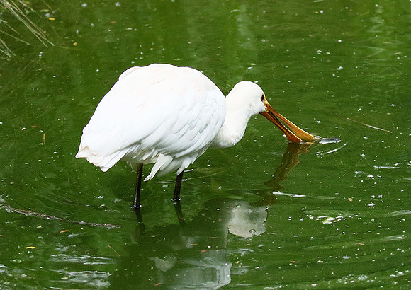 White spoonbill