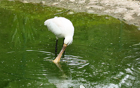 White spoonbill