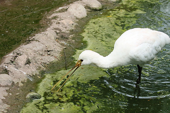 White spoonbill