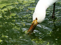 White spoonbill
