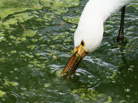 White spoonbill