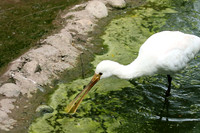 White spoonbill