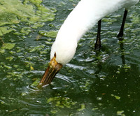 White spoonbill