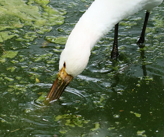 White spoonbill
