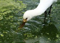 White spoonbill