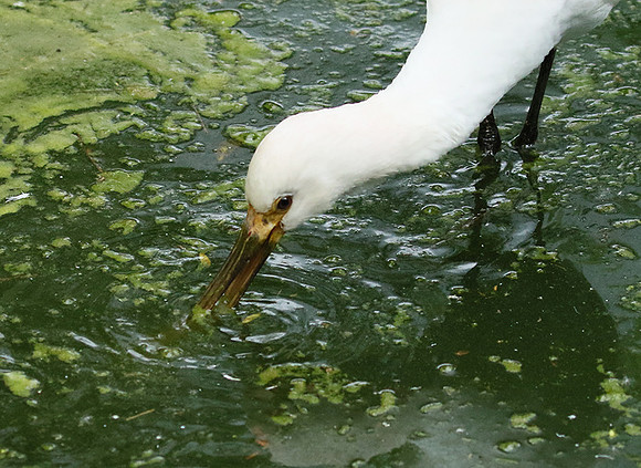 White spoonbill
