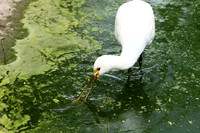 White spoonbill