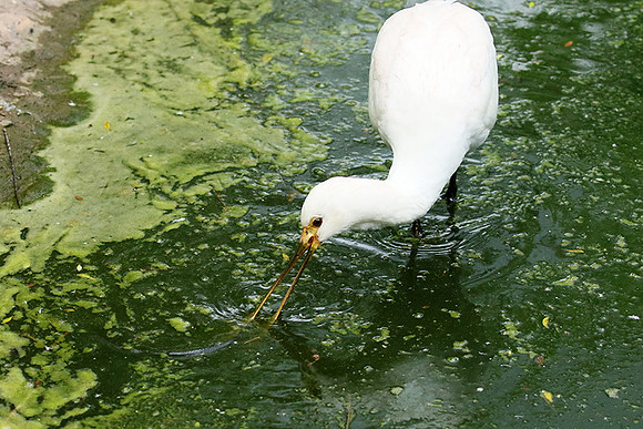 White spoonbill