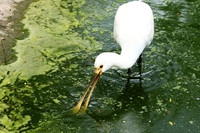 White spoonbill