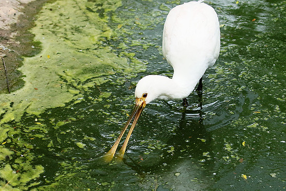 White spoonbill