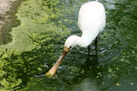 White spoonbill