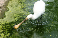 White spoonbill