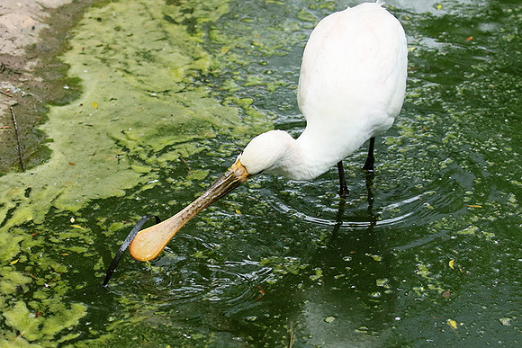 White spoonbill
