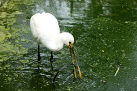White spoonbill