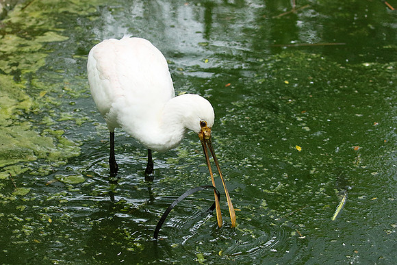 White spoonbill