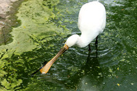 White spoonbill