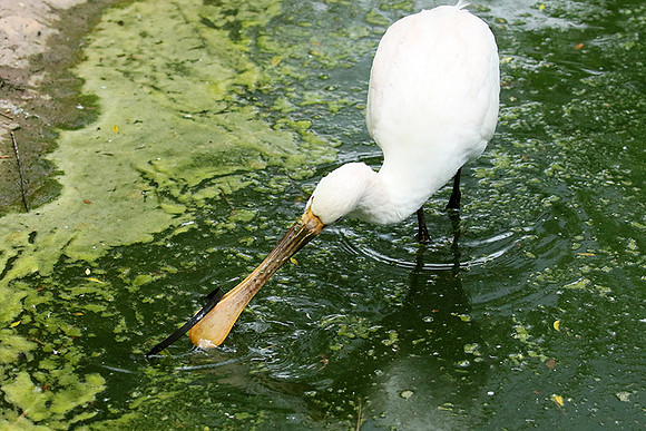 White spoonbill