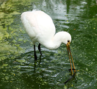 White spoonbill