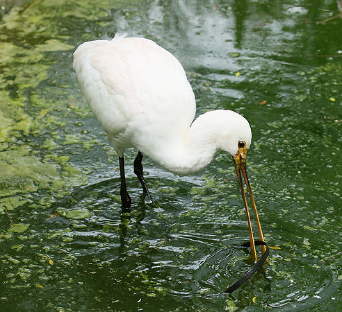 White spoonbill