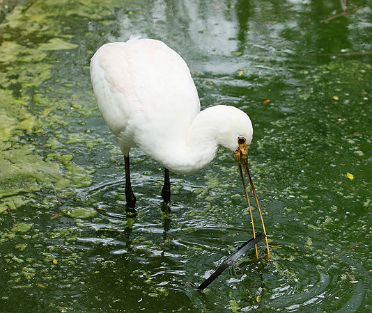 White spoonbill