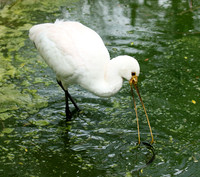 White spoonbill