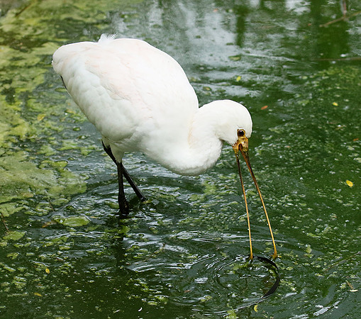 White spoonbill